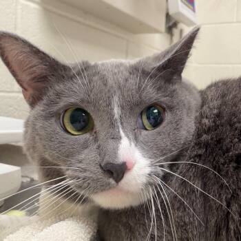 Toes -  Domestic Short Hair Cat for Adoption in Murray, Utah - Toes | PetCurious