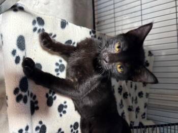 Rescue Domestic Short Hair Cats for Adoption - Lilith | PetCurious