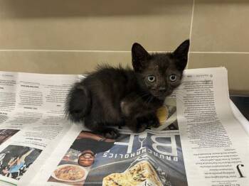 Rescue Domestic Short Hair Cats for Adoption in Grand Prairie, Texas - CHILL BRO | PetCurious