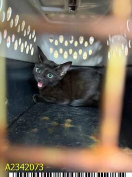 FELIX -  Domestic Short Hair Cat for Adoption in West Palm Beach, Florida - FELIX | PetCurious