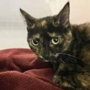 Stormy -  Domestic Short Hair Cat for Adoption in Hilliard, Ohio - Stormy | PetCurious