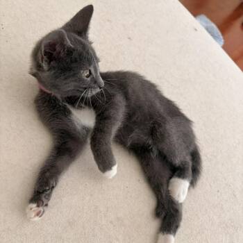 Aki -  Domestic Short Hair Cat for Adoption in Waldorf, Maryland - Aki | PetCurious