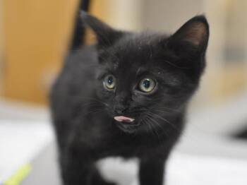 Camel -  Domestic Short Hair Cat for Adoption in Portland, Oregon - Camel | PetCurious