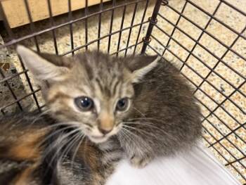 DD -  Domestic Short Hair Cat for Adoption in Doral, Florida - DD | PetCurious