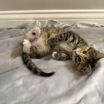 Guava -  Domestic Medium Hair Cat for Adoption in Fishers, Indiana - Guava | PetCurious