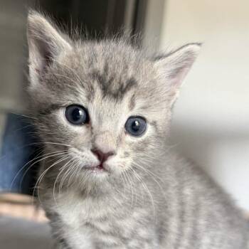 Domestic Short Hair Cats Available for Adoption in Cumming, Georgia - Goose | PetCurious