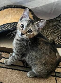 Debra -  Domestic Short Hair Cat for Adoption in West Palm Beach, Florida - Debra | PetCurious