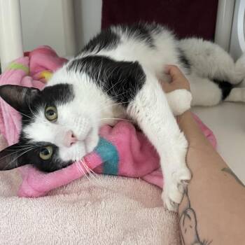 Green Bean -  Domestic Short Hair Cat for Adoption in Warwick, Rhode Island - Green Bean | PetCurious