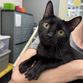 Rescue Domestic Short Hair Cats for Adoption in Latrobe, Pennsylvania - Cinnamon | PetCurious