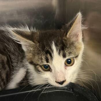 Ipsum -  Domestic Short Hair Cat for Adoption in Salt Lake City, Utah - Ipsum | PetCurious