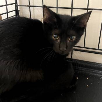 Rescue Domestic Short Hair Cats for Adoption in Branson, Missouri - Tyrece | PetCurious