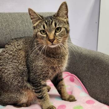 Rescue Tabby and Abyssinian Cats for Adoption in Cary, North Carolina - Angelica | PetCurious