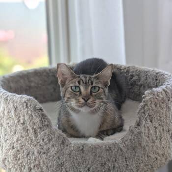 Chelsea -  Domestic Short Hair Cat for Adoption in Las Vegas, Nevada - Chelsea | PetCurious