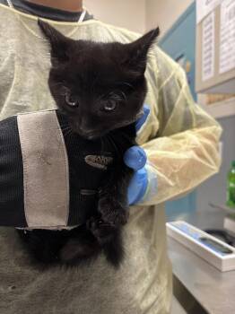 Domestic Short Hair Cats Available for Adoption in Las Vegas, Nevada - LUNITA | PetCurious