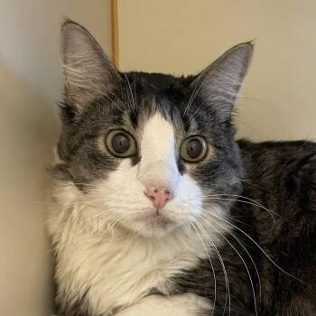 Cobb -  Domestic Long Hair Cat for Adoption in Norman, Oklahoma - Cobb | PetCurious