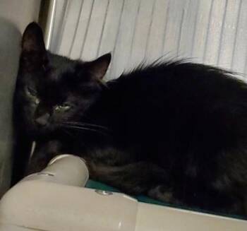 Boardwalk Fry 2 -  Domestic Short Hair Cat for Adoption in Fallston, Maryland - Boardwalk Fry 2 | PetCurious
