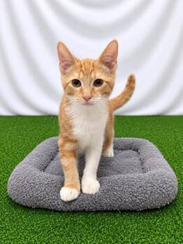 Eggs Benedict -  Domestic Short Hair Cat for Adoption in Covington, Louisiana - Eggs Benedict | PetCurious