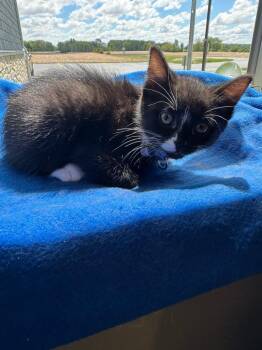 Domestic Short Hair Cats Available for Adoption in Sidney, Ohio - Ciri | PetCurious
