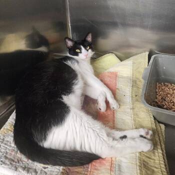 Domestic Short Hair Cats Available for Adoption in Spokane, Washington - Mr. Man | PetCurious