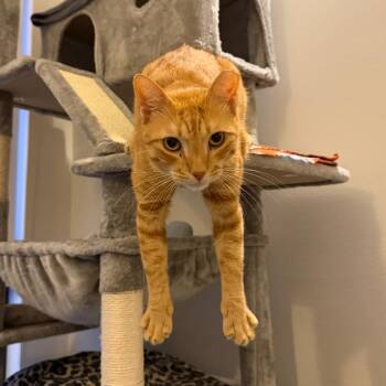 Hunksta -  Domestic Short Hair Cat for Adoption in Buffalo, New York - Hunksta | PetCurious
