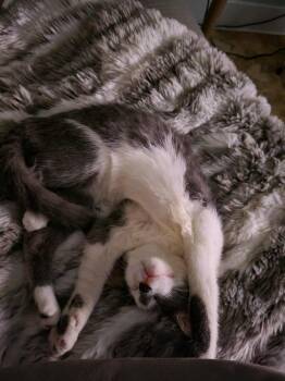 Rescue Domestic Short Hair Cats for Adoption in Salisbury, North Carolina - Tilly | PetCurious