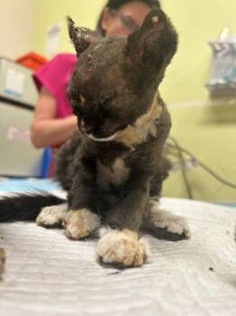 Joan -  Domestic Short Hair Cat for Adoption in Cincinnati, Ohio - Joan | PetCurious
