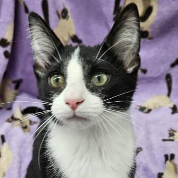 Sashimi -  Domestic Short Hair Cat for Adoption in Antioch, Illinois - Sashimi | PetCurious