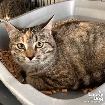 Domestic Short Hair Cats Available for Adoption in Washington, District Of Columbia - Maysilee | PetCurious