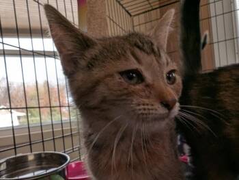 Alyssum -  Domestic Short Hair Cat for Adoption in Adrian, Michigan - Alyssum | PetCurious