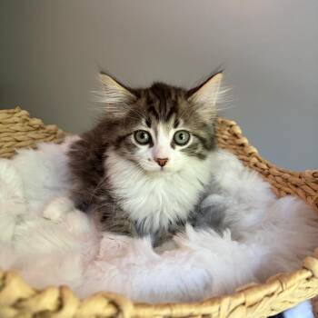 Rob Kardashian -  Domestic Long Hair Cat for Adoption in Bloomington, Illinois - Rob Kardashian | PetCurious