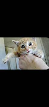 Birdie -  Domestic Short Hair Cat for Adoption in Grand Rapids, Michigan - Birdie | PetCurious