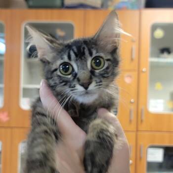 Rescue Domestic Medium Hair Cats for Adoption in Troy, Illinois - Skyler | PetCurious