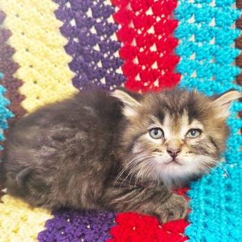 Daphne -  Domestic Long Hair Cat Available for Adoption in Mt. Juliet, Tennessee - Daphne | PetCurious