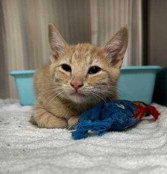 Kareem -  Domestic Short Hair Cat for Adoption in Lake City, Arkansas - Kareem | PetCurious