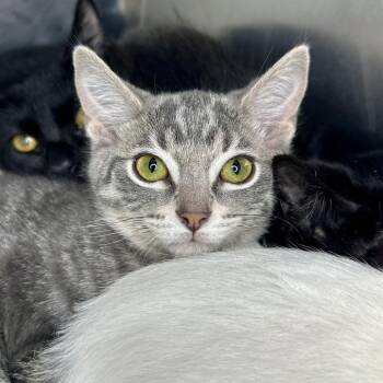 Trey -  Domestic Short Hair Cat for Adoption in Matteson, Illinois - Trey | PetCurious
