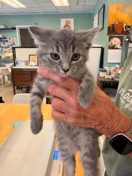 Tippy -  Domestic Short Hair Cat for Adoption in Heber City, Utah - Tippy | PetCurious