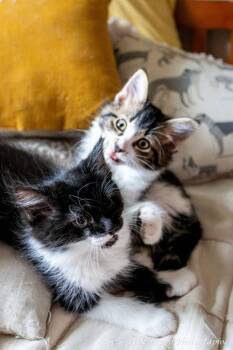 Soprano -  Domestic Medium Hair Cat for Adoption in Kettering, Ohio - Soprano | PetCurious