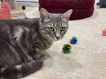 Kris -  Domestic Short Hair Cat for Adoption in New Britain, Connecticut - Kris | PetCurious