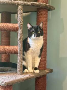 Oreo -  Domestic Short Hair Cat for Adoption in Port Barrington, Illinois - Oreo | PetCurious