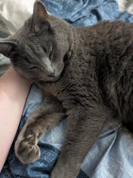 Totoro - At Felius Cat Cafe -  Domestic Short Hair Cat for Adoption in Omaha, Nebraska - Totoro - At Felius Cat Cafe | PetCurious