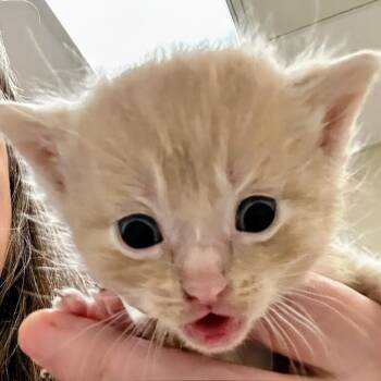 Alvin -  Domestic Short Hair and Domestic Medium Hair Cat for Adoption in Marysville, Ohio - Alvin | PetCurious