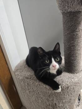 DaVinci -  Domestic Short Hair and Tuxedo Cat for Adoption in Locust Grove, Georgia - DaVinci | PetCurious