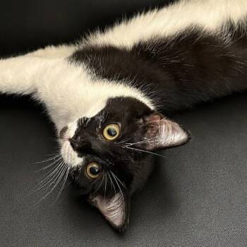 Owl -  Domestic Short Hair Cat for Adoption in Traverse City, Michigan - Owl | PetCurious
