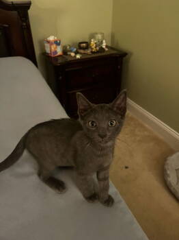 Rescue Domestic Short Hair Cats for Adoption in Rockaway, New Jersey - Misty KITTEN | PetCurious