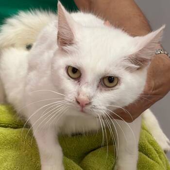 Mitski -  Domestic Short Hair Cat for Adoption in Dayton, Ohio - Mitski | PetCurious