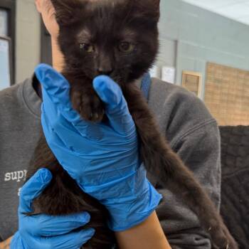 Bren -  Domestic Short Hair Cat for Adoption in Allentown, Pennsylvania - Bren | PetCurious