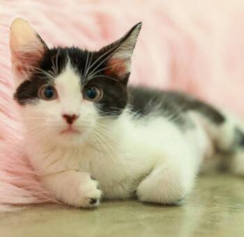 **Cat Cafe** Kukui -  Domestic Short Hair Cat Available for Adoption in Topeka, Kansas - **Cat Cafe** Kukui | PetCurious