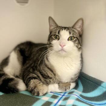 Ringo -  Domestic Short Hair Cat for Adoption in Champaign, Illinois - Ringo | PetCurious