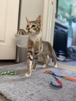 Domestic Short Hair and Tabby Cats Available for Adoption in Chandler, Arizona - Flourish Wilde | PetCurious