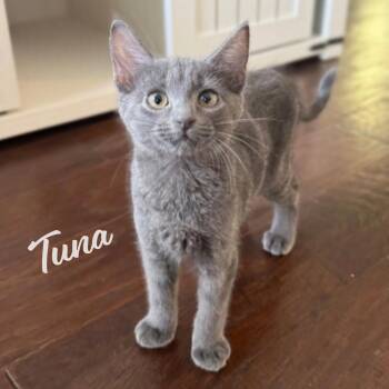 Tuna #Bellaire-litter -  Russian Blue and Domestic Short Hair Cat for Adoption in Houston, Texas - Tuna #Bellaire-litter | PetCurious